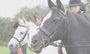 Image result for Cranleigh School Stables