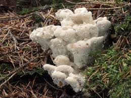 Attēlu rezultāti vaicājumam “Postia guttulata”