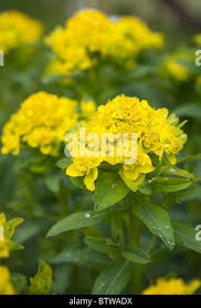 Attēlu rezultāti vaicājumam “Euphorbia palustris”