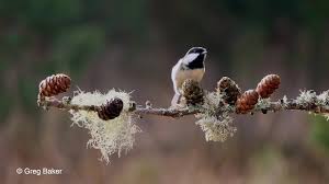 Attēlu rezultāti vaicājumam “Periparus ater adult”