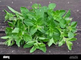 Image result for Origanum vulgare