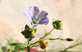 Attēlu rezultāti vaicājumam “Linum usitatissimum bud”