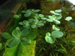 Attēlu rezultāti vaicājumam “Pistia stratiotes”