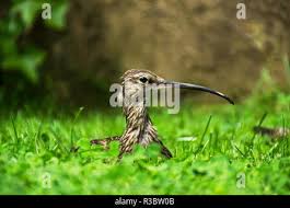 Attēlu rezultāti vaicājumam “Numenius arquata”