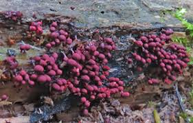 Attēlu rezultāti vaicājumam “Heterotrichia oerstedii (syn. Arcyria oerstedii) sessile”