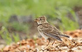 Image result for Melanocorypha calandra