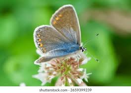 Attēlu rezultāti vaicājumam “Polyommatus icarus female”