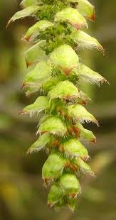 Attēlu rezultāti vaicājumam “Carpinus betulus female flower”