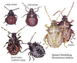 Attēlu rezultāti vaicājumam “Picromerus bidens”