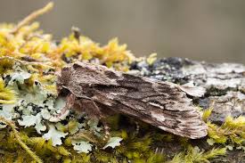 Attēlu rezultāti vaicājumam “Brachionycha nubeculosa”