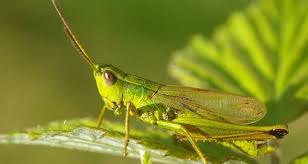 Attēlu rezultāti vaicājumam “Chrysochraon dispar”