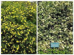 Attēlu rezultāti vaicājumam “Pentaphylloides fruticosa leaf”