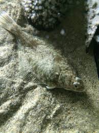 Image result for Parophrys vetulus