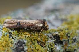 Attēlu rezultāti vaicājumam “Axylia putris”