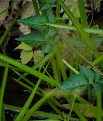Attēlu rezultāti vaicājumam “Solanum dulcamara leaf”
