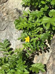 Attēlu rezultāti vaicājumam “Argentina anserina leaf”
