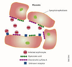 Attēlu rezultāti vaicājumam “Colloderma oculatum plasmodium”