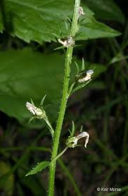 Image result for Campanula spicata