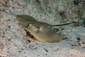 Image result for Dasyatis pastinaca