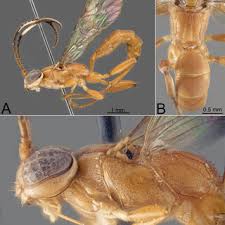 Attēlu rezultāti vaicājumam “Diphyus latebricola”