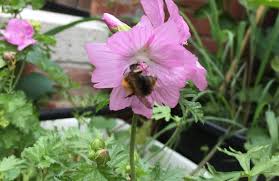 Attēlu rezultāti vaicājumam “Malva moschata alba fruit”