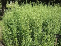 Image result for Artemisia dracunculus