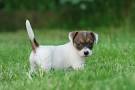 Jack Russell Terrier Dog Breed | Jack Russell Terrier Puppies ...