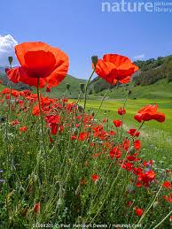 Attēlu rezultāti vaicājumam “Papaver rhoeas flower”