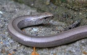 Attēlu rezultāti vaicājumam “Anguis fragilis adult”