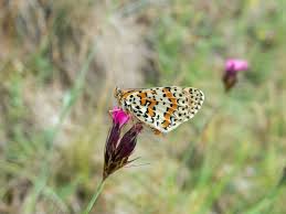 Attēlu rezultāti vaicājumam “Melitaea didyma underside”