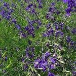 Image result for Consolida regalis