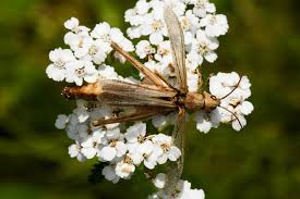 Attēlu rezultāti vaicājumam “Entomophaga grylli”
