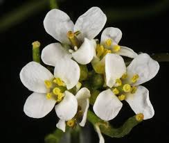 Attēlu rezultāti vaicājumam “Alliaria petiolata flower”