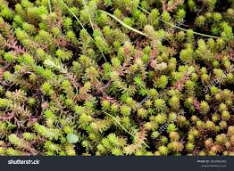 Attēlu rezultāti vaicājumam “Sedum sexangulare leaf”