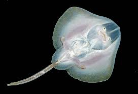 Image result for Raja radula