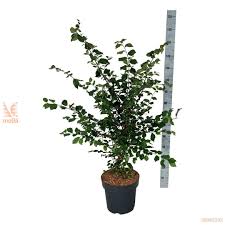 Attēlu rezultāti vaicājumam “Ulmus minor f. suberosa”