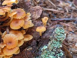 Attēlu rezultāti vaicājumam “Xeromphalina campanella”