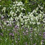Attēlu rezultāti vaicājumam “Silene nutans flower”