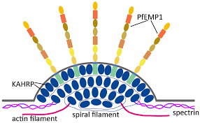 Attēlu rezultāti vaicājumam “Enteridium variabile plasmodium”