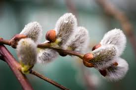 Attēlu rezultāti vaicājumam “Salix caprea fruit”