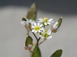 Attēlu rezultāti vaicājumam “Erophila verna leaf”