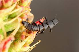 Attēlu rezultāti vaicājumam “Meloe sp. larva”