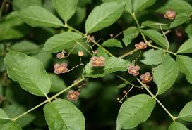 Attēlu rezultāti vaicājumam “Euonymus verrucosus”