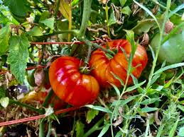Afbeeldingsresultaat voor cabin tomato
