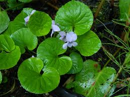 Attēlu rezultāti vaicājumam “Viola palustris leaf”