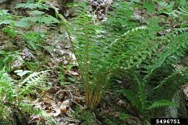 Attēlu rezultāti vaicājumam “Polystichum braunii”
