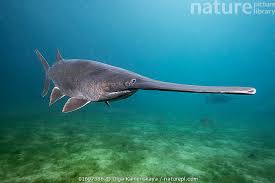 Image result for Polyodon spathula