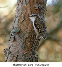 Attēlu rezultāti vaicājumam “Certhia familiaris”