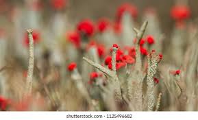 Attēlu rezultāti vaicājumam “Cladonia floerkeana”