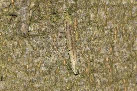 Attēlu rezultāti vaicājumam “Taleporia tubulosa”